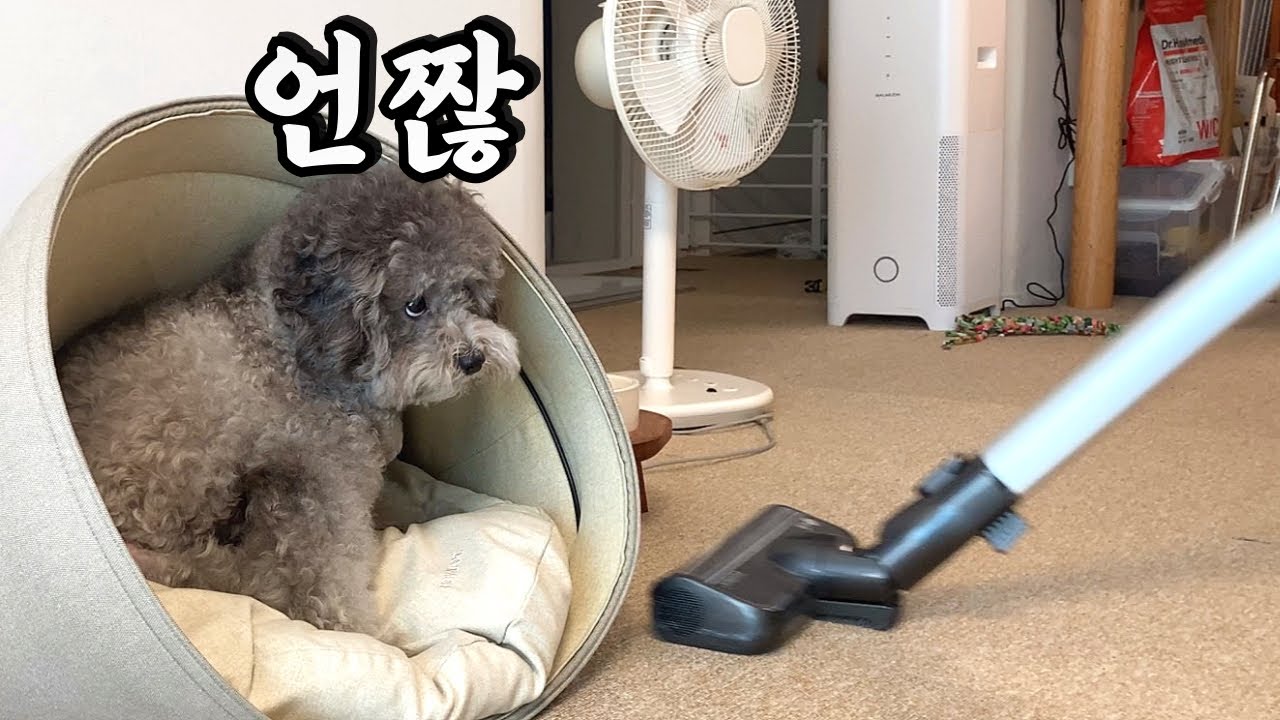 우리집엔 좀 이상한 실버푸들이 삽니다