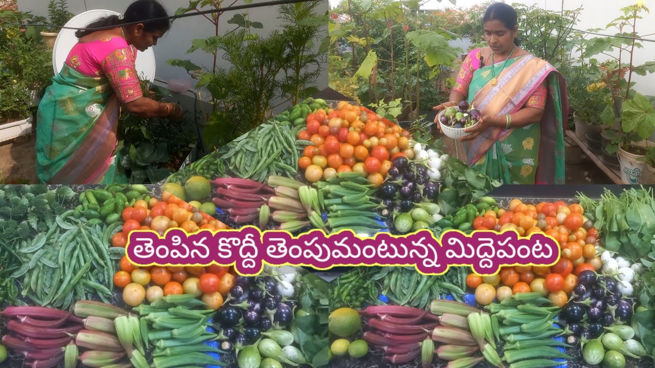 తోట నిండా కూరగాయలే /ఎంత తెంపిన ఒడువని పంట/ కూరగాయలు ఆకుకూరలు పండ్లు హార్వెస్ట్ / harvest