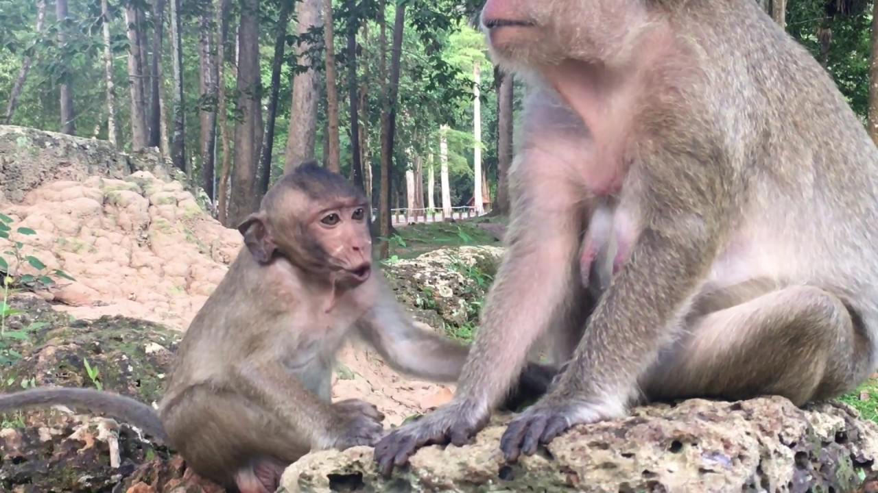 OMG ..! Stops your hand Spoiled baby monkey - Crying and got mad when she doesn't want nurse him