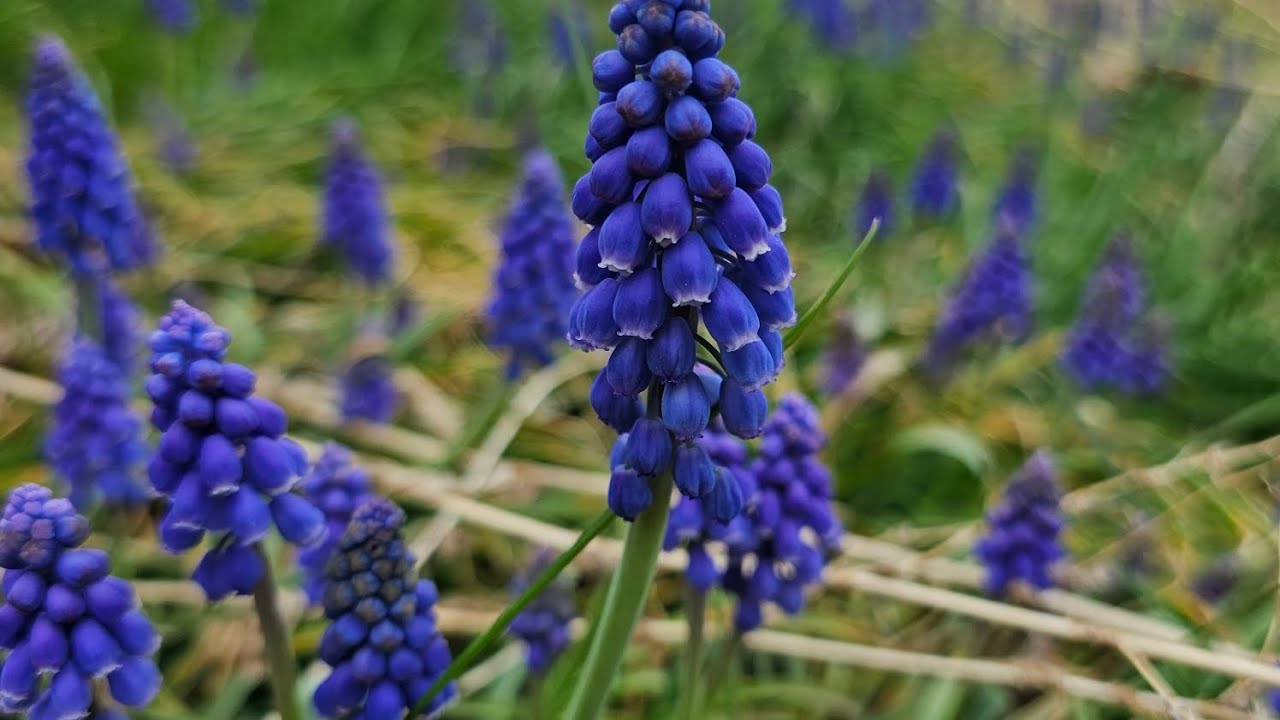 Making Grape Hyacinth Simple Syrup | Step-by-Step Recipe #food #foodie #nature
