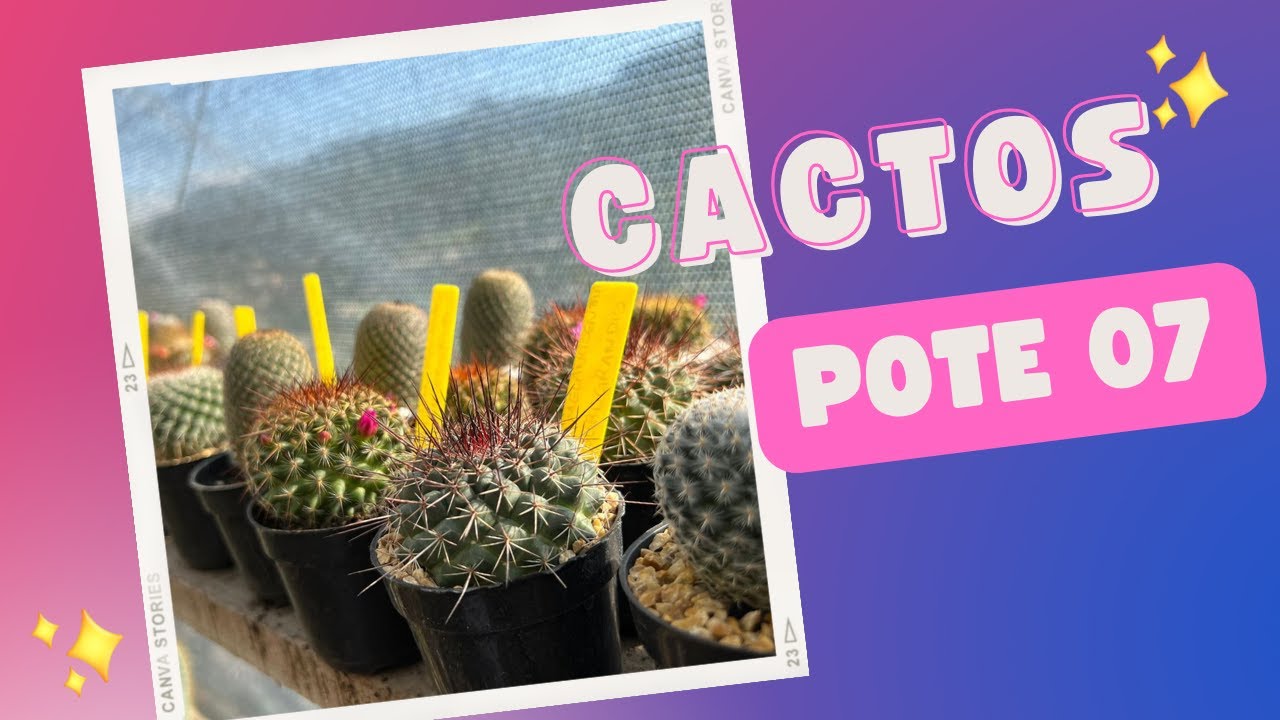 Cactos pote 07, vamos conhecer alguns?