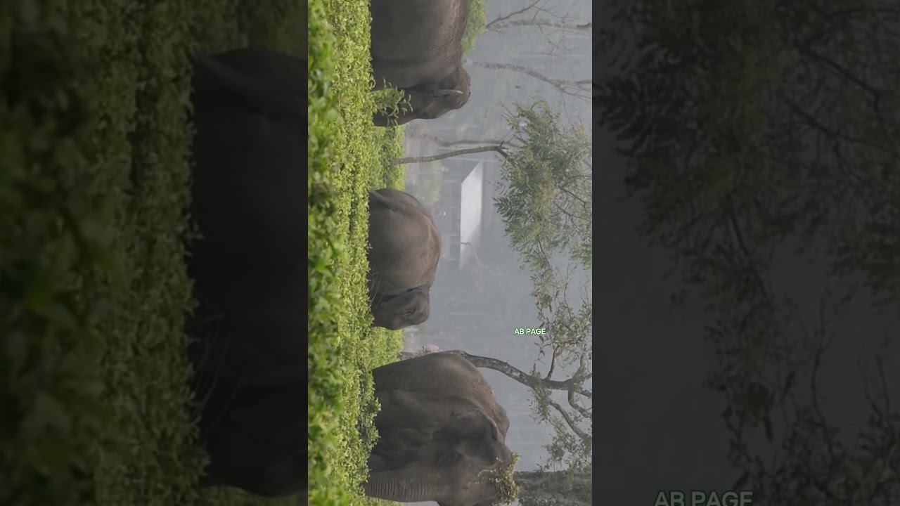 Elephant near tea garden 
