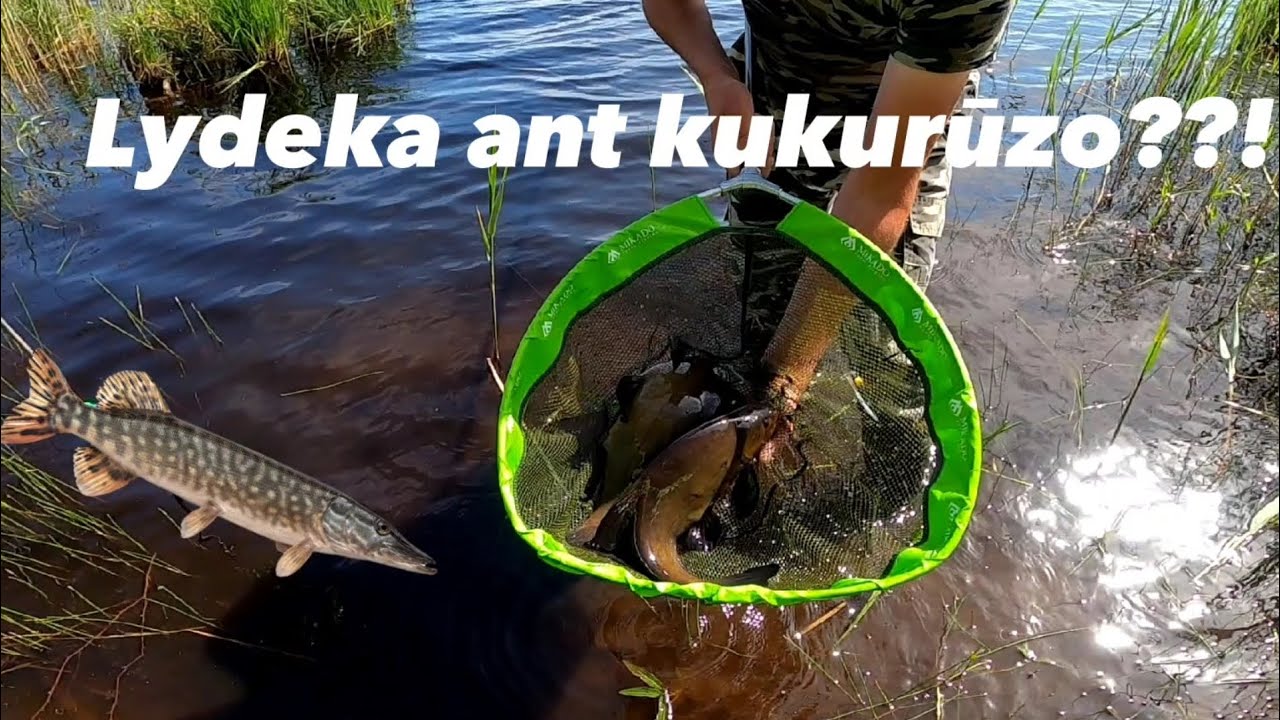 Nereali lynų žvejyba | du zuikiai vienu šūviu.