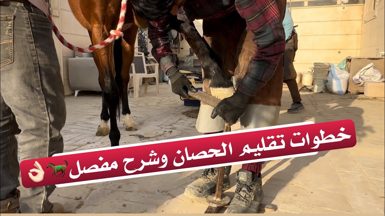 فلوق🌟|قلمت حوافر امير 🐎 وطلعنا مسار	
