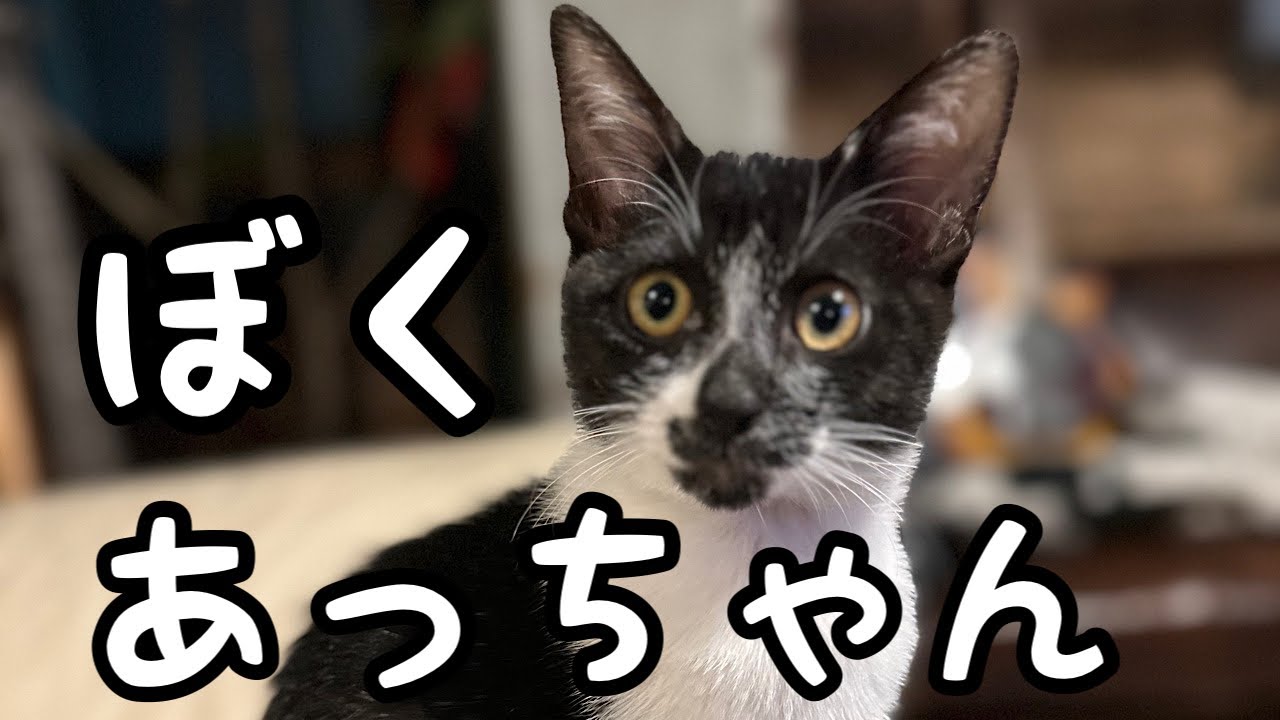 【ヒロシの自由じかん】ぼく、あっちゃん!
