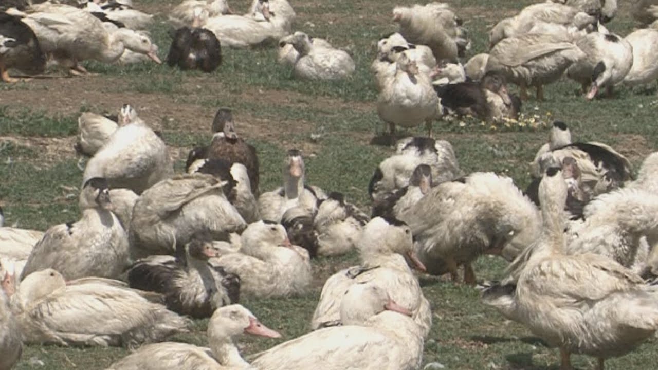 Campo Palentino (23-1-2025)