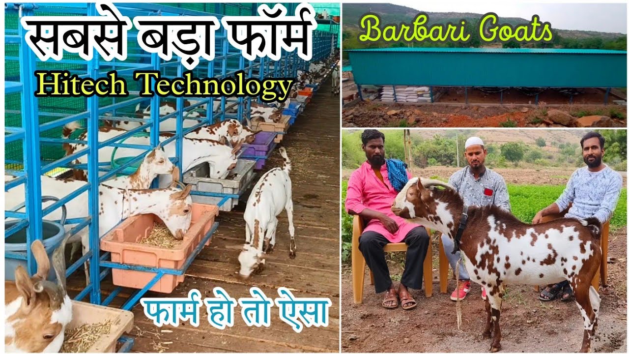 Aurangabad Ka sabse bada Barbari Breed Farm | Most Systematic | Deshmukh Goat Farm Aurangabad