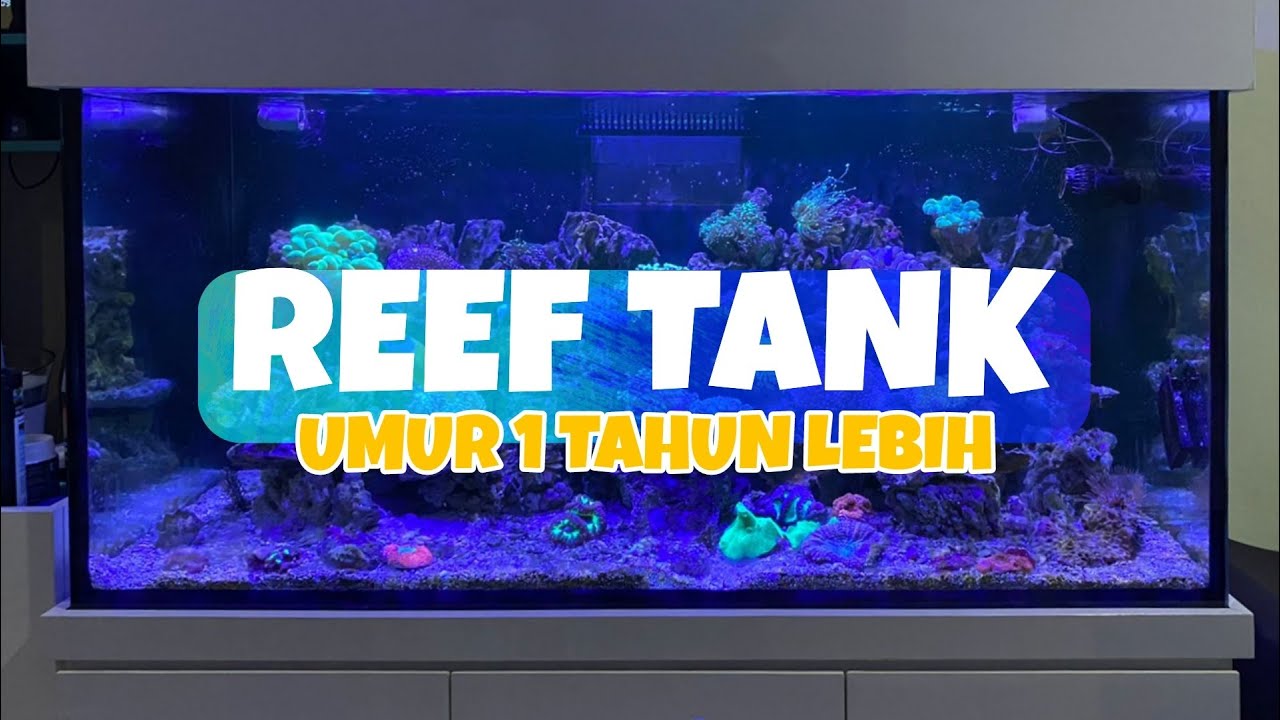 PENAMPAKAN REEF TANK (AQUARIUM LAUT) UMUR 1 TAHUN