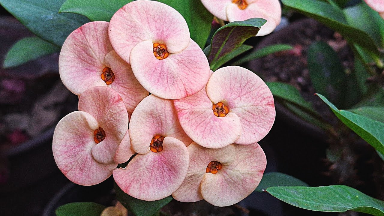 Como y cuando hacer el trasplante de las plantas de coronas de cristo bebé de semilla 