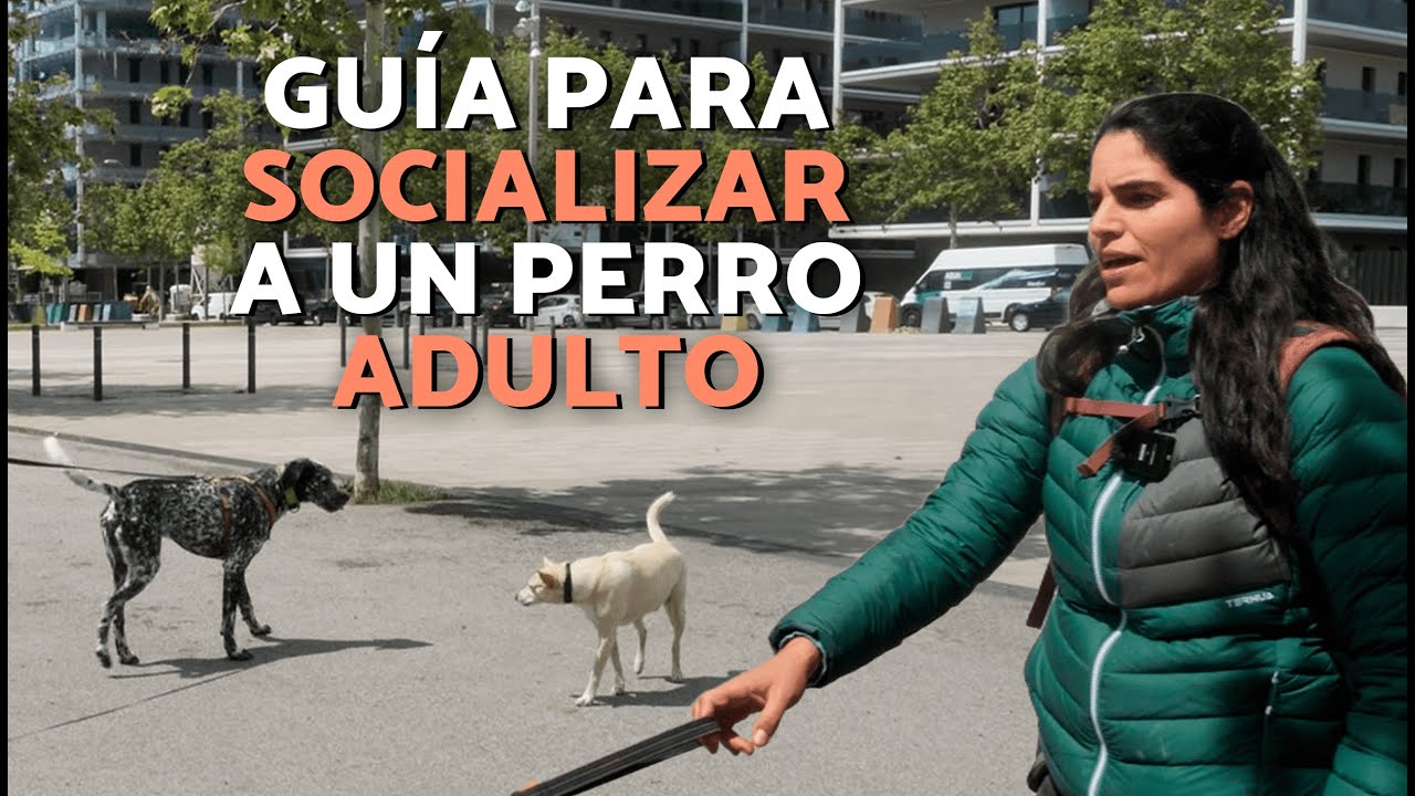 ¿Cómo SOCIALIZAR a un PERRO ADULTO? 🐶 ¡Todo lo que debes saber!