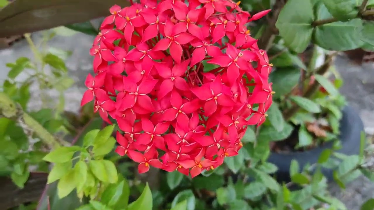 As flores chegaram. É primavera.