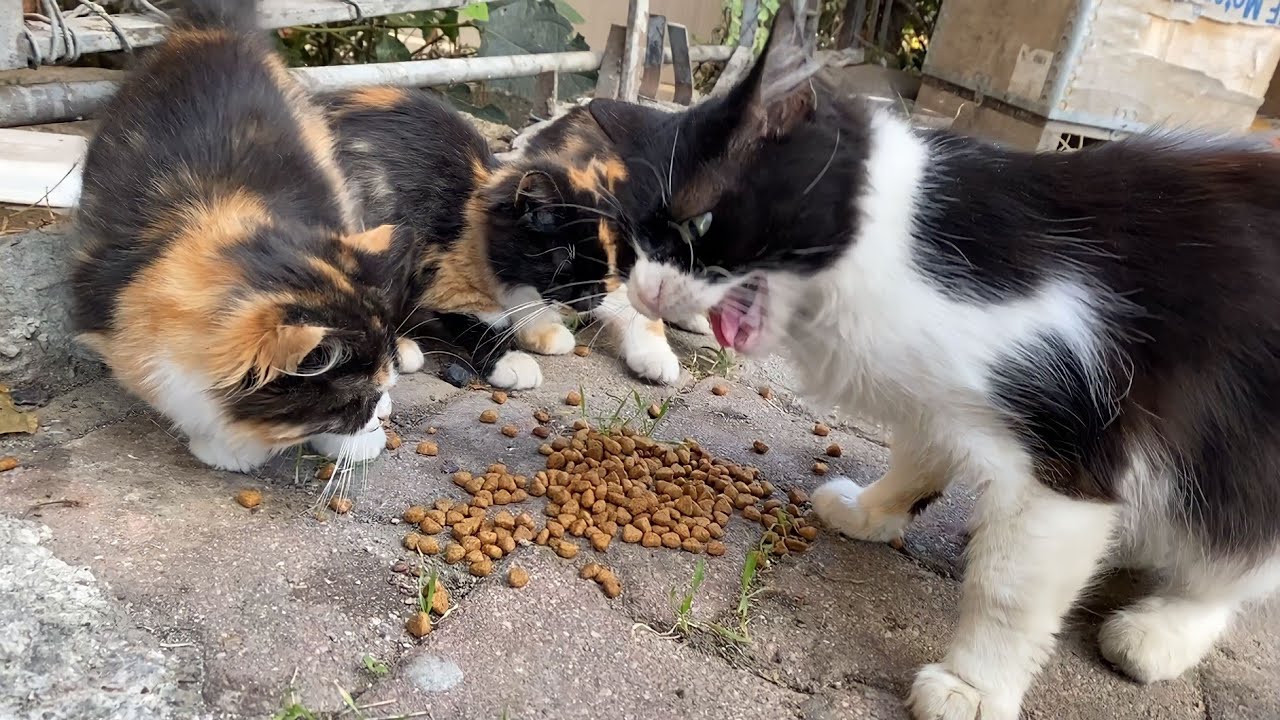 Hungry Kittens and Mother Cat living on the street. The mother attacked the kittens. 😥