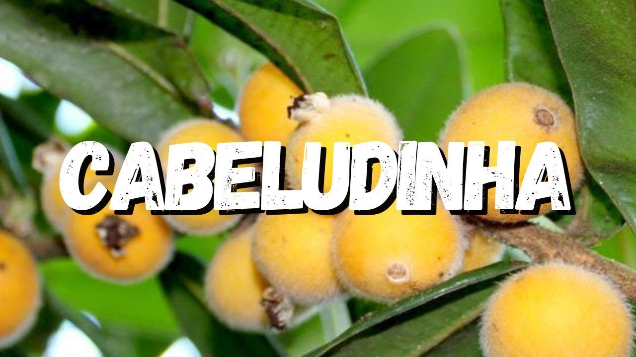 Cabeludinha: Tudo Sobre Essa Planta
