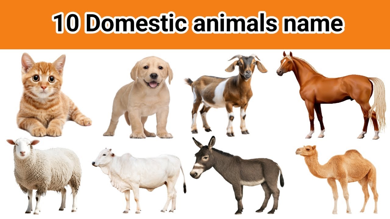 10 Domestic Animlas Name in Hindi & English | Name of pets | Pet Animals Name | Animals Name