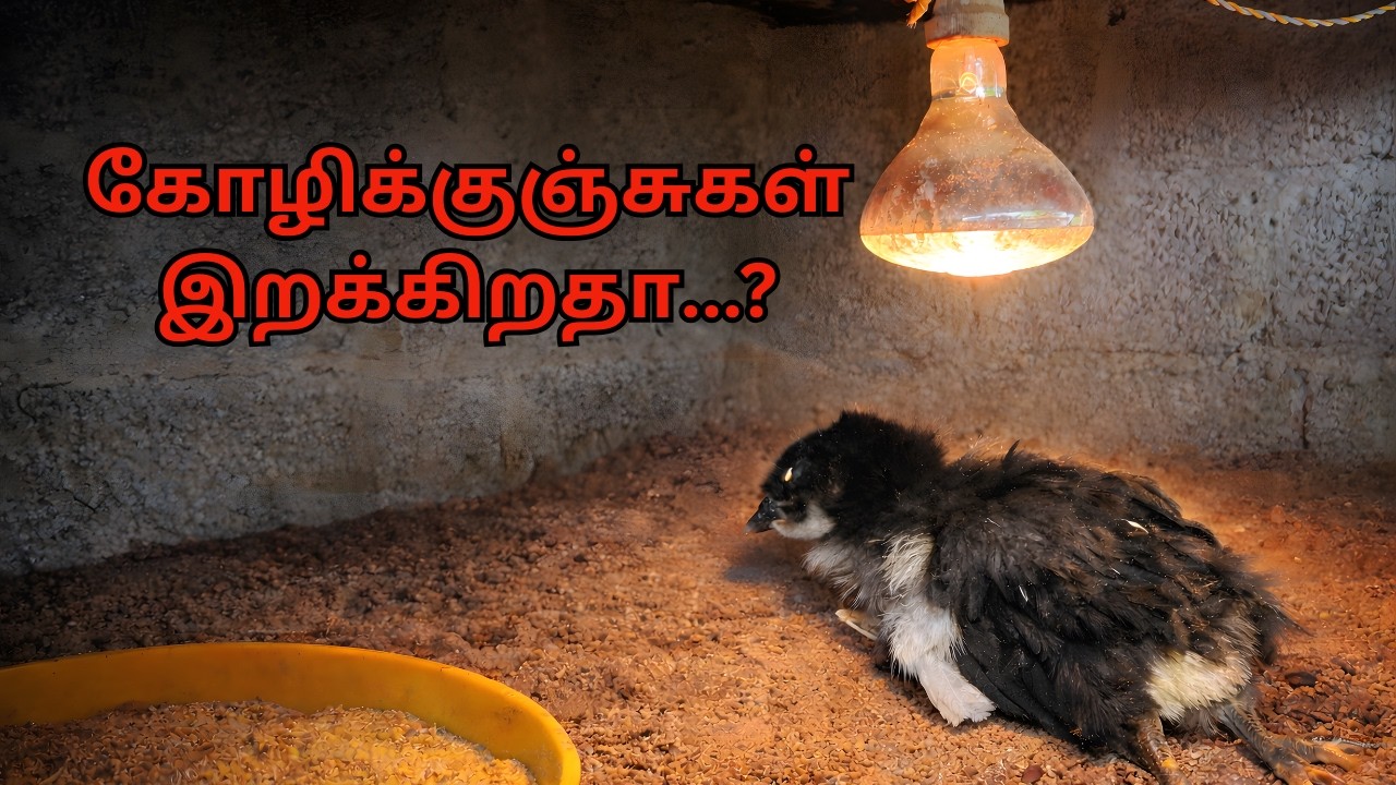 Brooding முடிந்த பிறகு நாட்டு கோழி குஞ்சுகள் பராமரிப்பு | முழு விளக்கம் | Nellai Nattukoli Valarppu