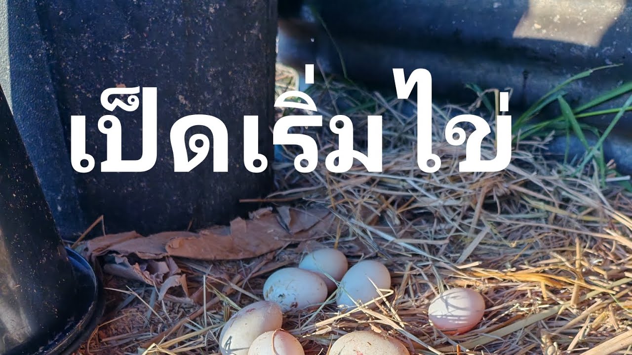 ไร่นา.. . สวนผสม.. เลี้ยงเป็ดเสริมรายได้...!!!