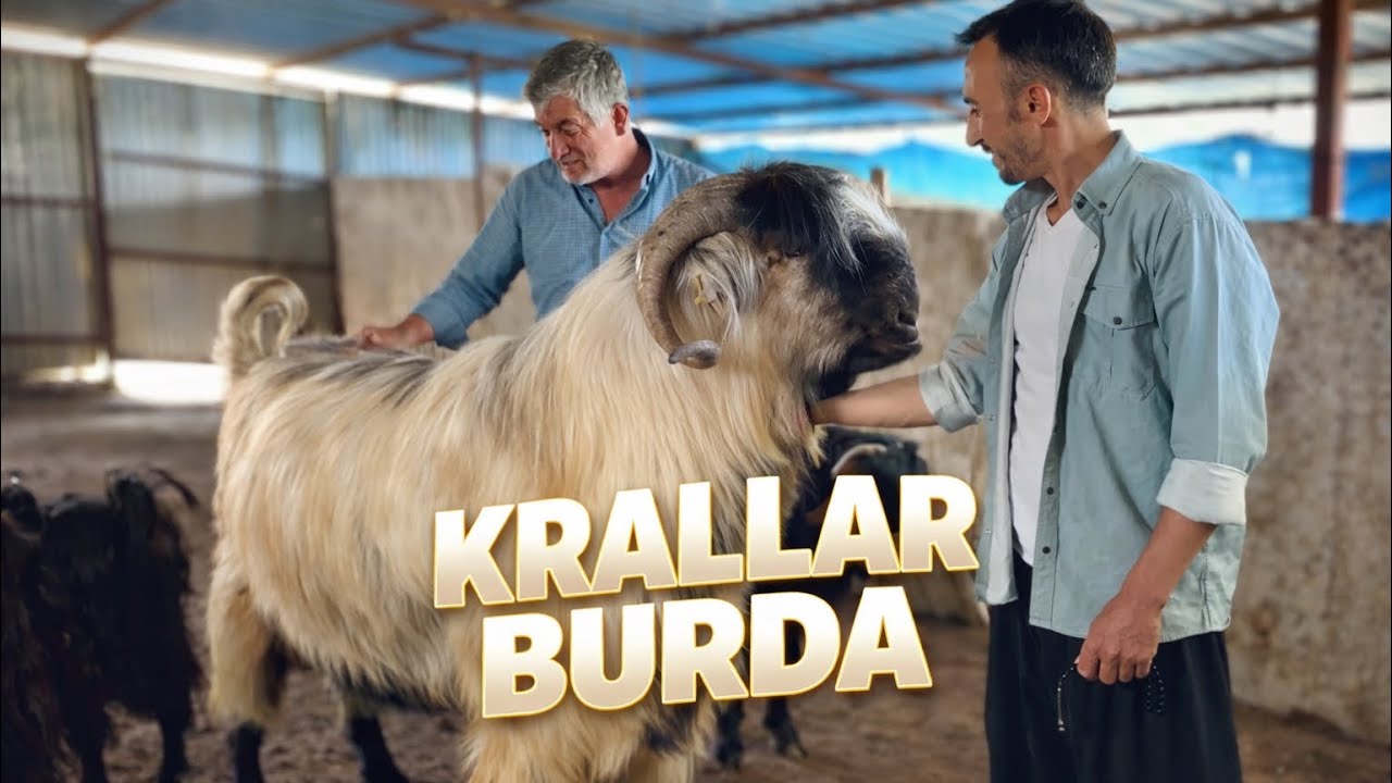 BÖLGENİN KRAL KURBANLIKLARI BURDA ‼️Osmaniye