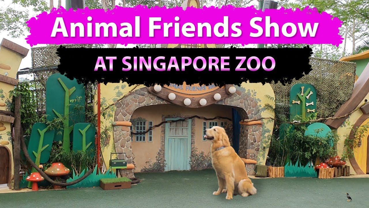 Animal Friends Show | Singapore Zoo Show | Animal Show for Kids