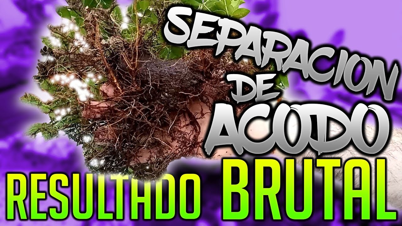 Separación de Acodo!! RESULTADO BRUTAL!!!