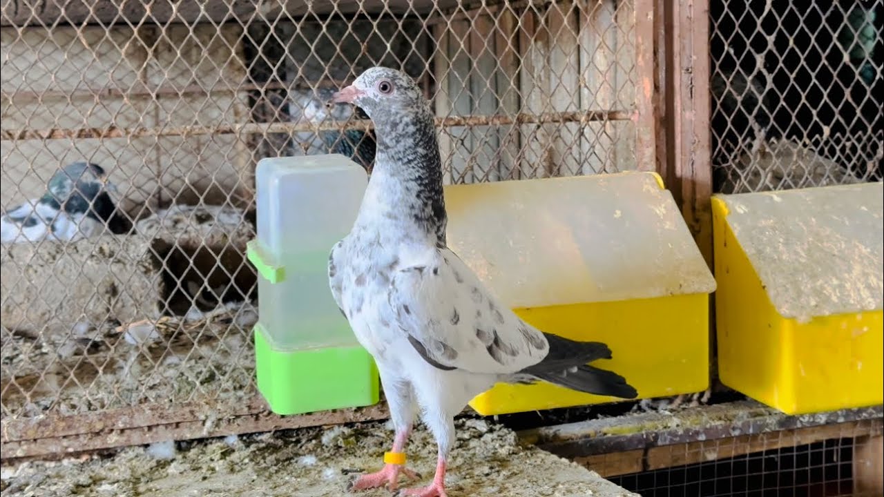 Baby pigeons ki aj inspection ki 🥰 | Dar pigeons club |