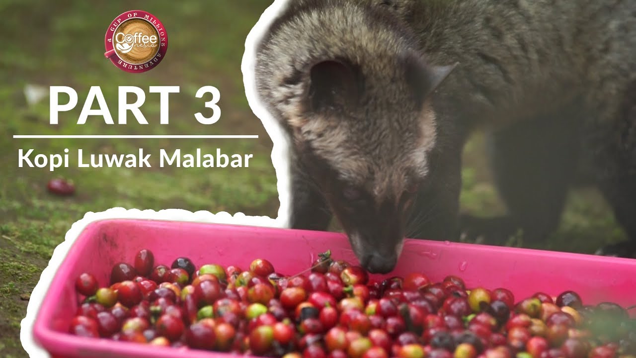 Uniknya Kopi Kuning Malabar (Part 3) - CoffeeNesia
