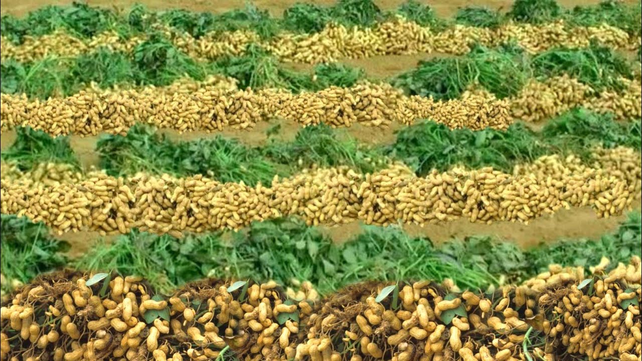 मूंगफली की खेती | गर्मियों में मूंगफली की खेती | mungfali ki kheti kaise karen | peanut farming