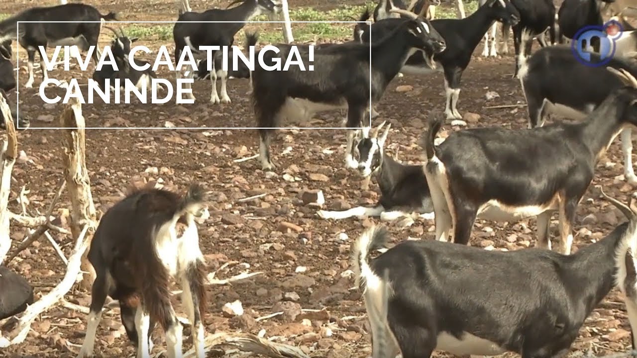 Viva Caatinga! Canindé
