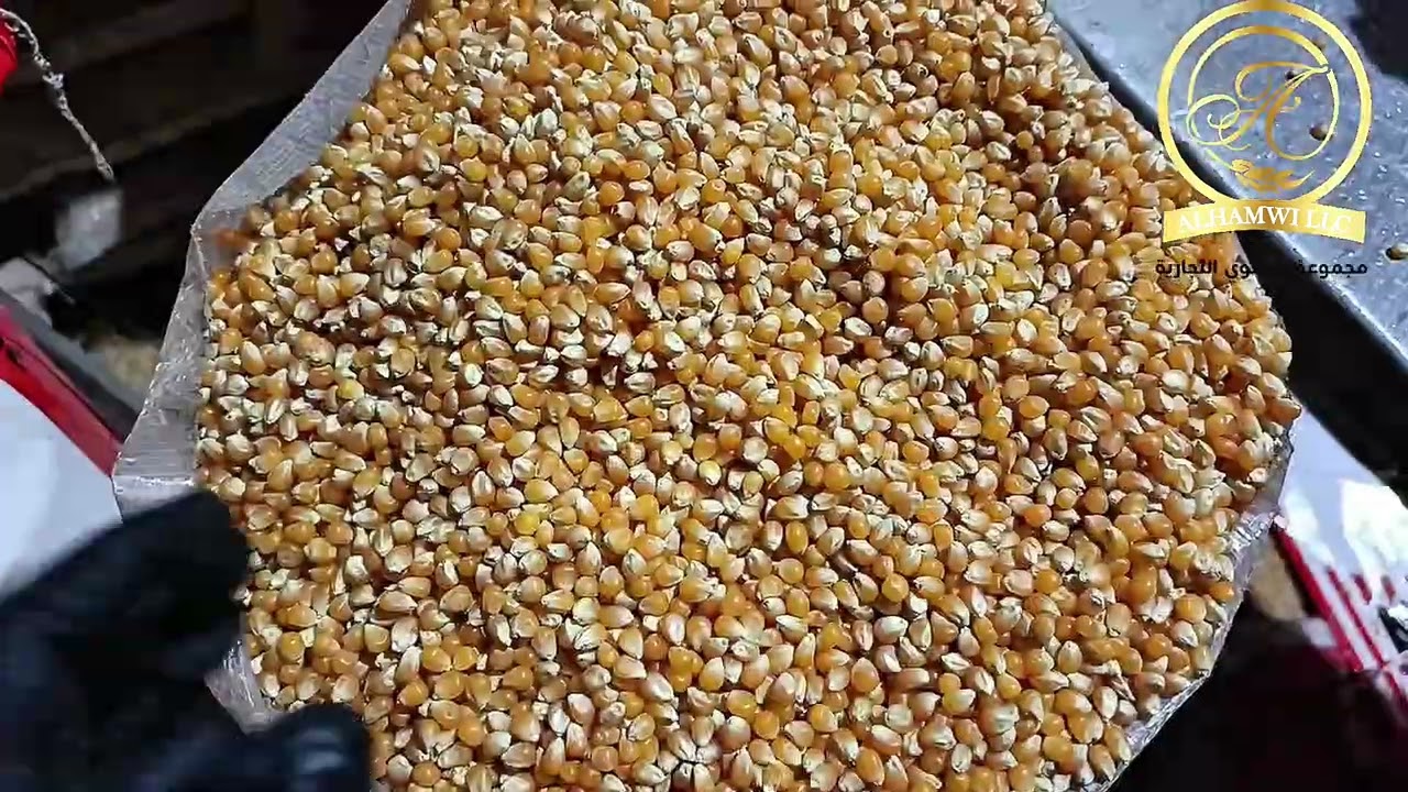 ⚜️مجموعة الحموي التجارية⚜️ ااسم من دهب✨ ذرة بوشار🍿