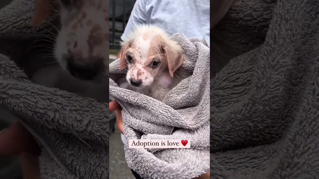 Rescued, Recovered, and Reunited &mdash; Milky&rsquo;s Happy Ending ❤️ #puppy #rescue #dog