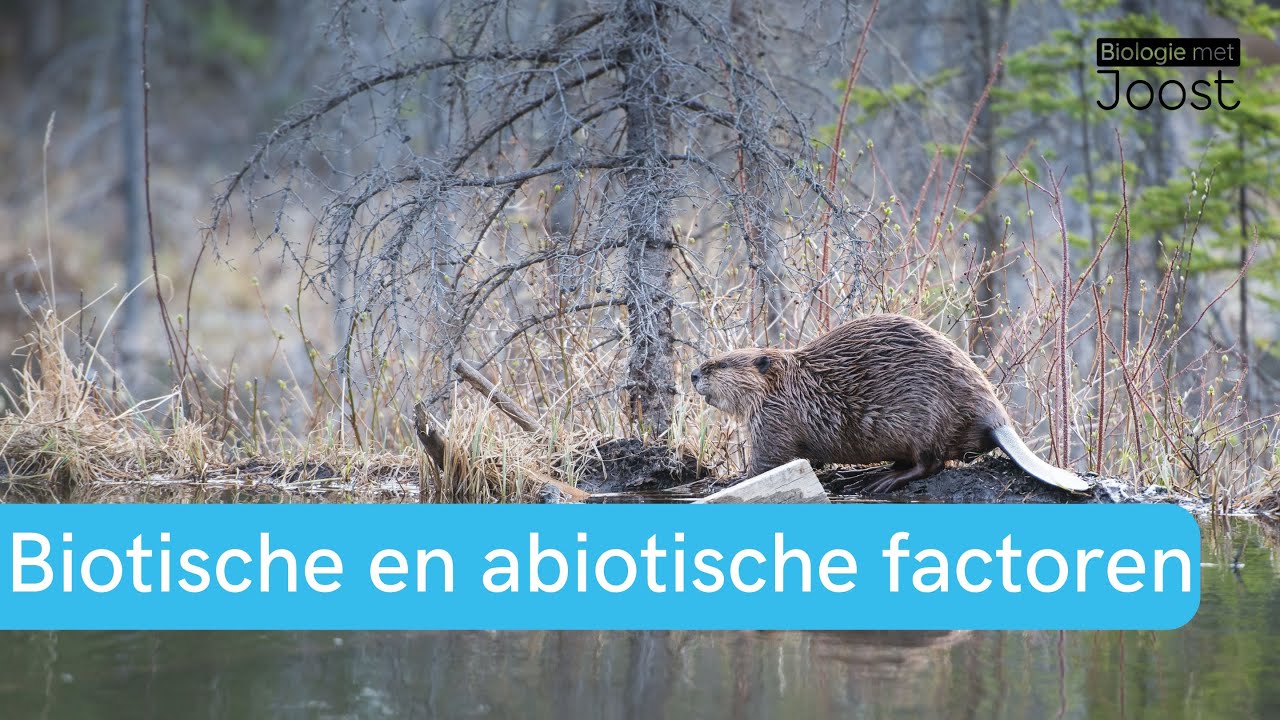Ecologie | Biotische en abiotische factoren | Samenvatting