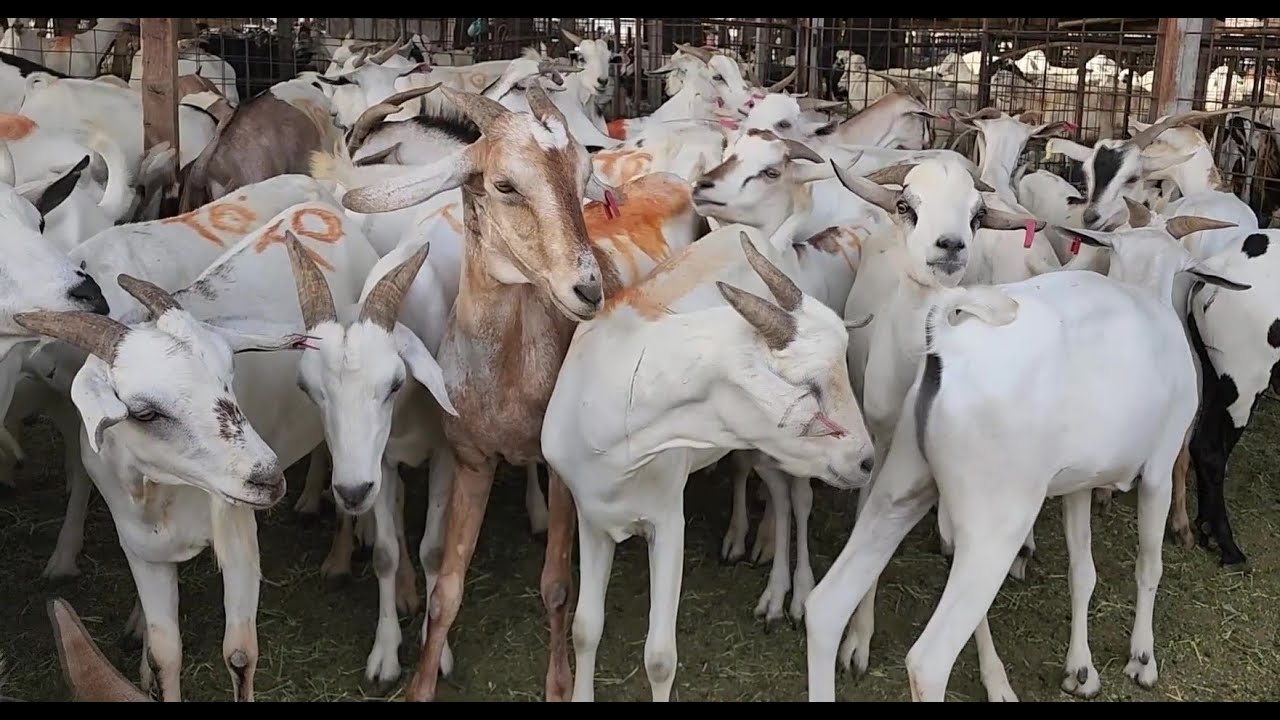 سوق الأضاحي في مكة المكرمة