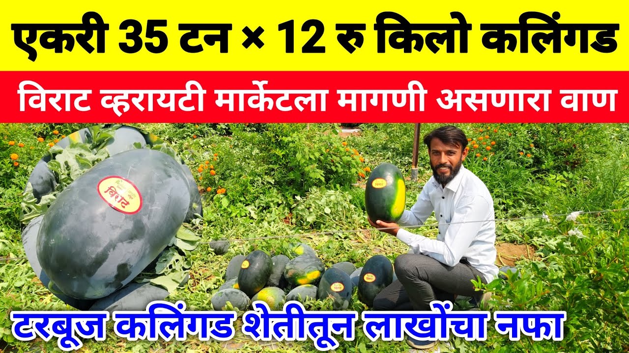 विराट कलिंगड टरबूज शेतीतून एकरी 35 टन उत्पादन | Watermelon farming | virat tarbuj | kalingad sheti