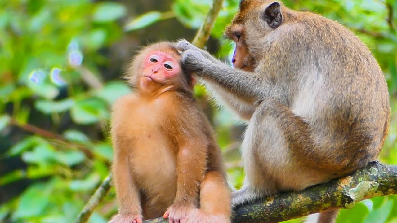 Baila is really happy because Amber Monkey accepted her as her child and helped take care of her.