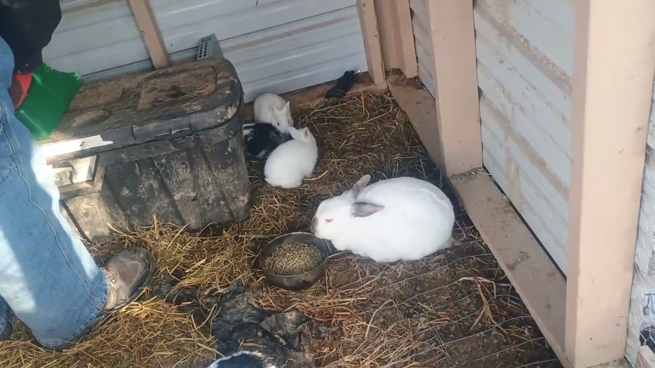 02 072026 Lil bunnies !