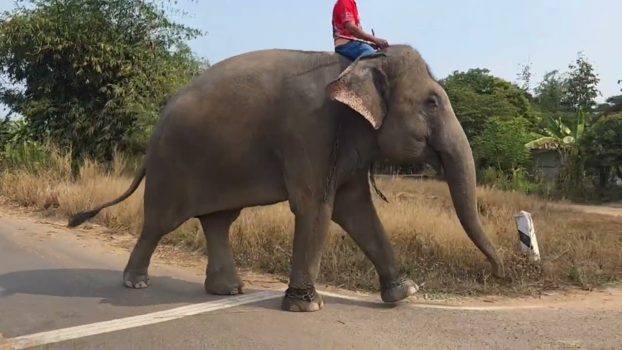 ดาวเรืองโดนช้างตกมันเล่นงาน
