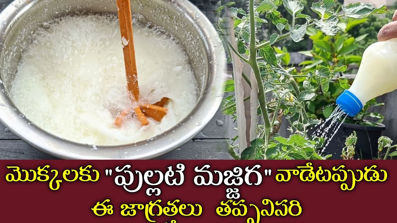 పూత నిలబడడానికి... తెగుళ్ల నివారణకు... వంటింటి పుల్ల మజ్జిగ | pullati majjiga dravanam