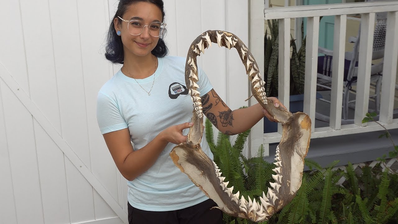 Record MAKO SHARK JAW Restored (How to Preserve a Shark Jaw)
