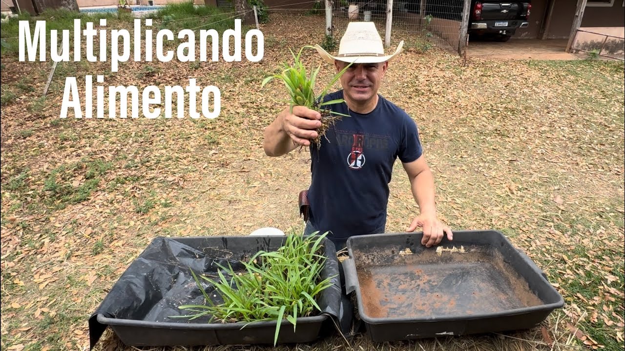 COMO FAZER MILHO HIDROPÔNICO EM 8 MINUTOS