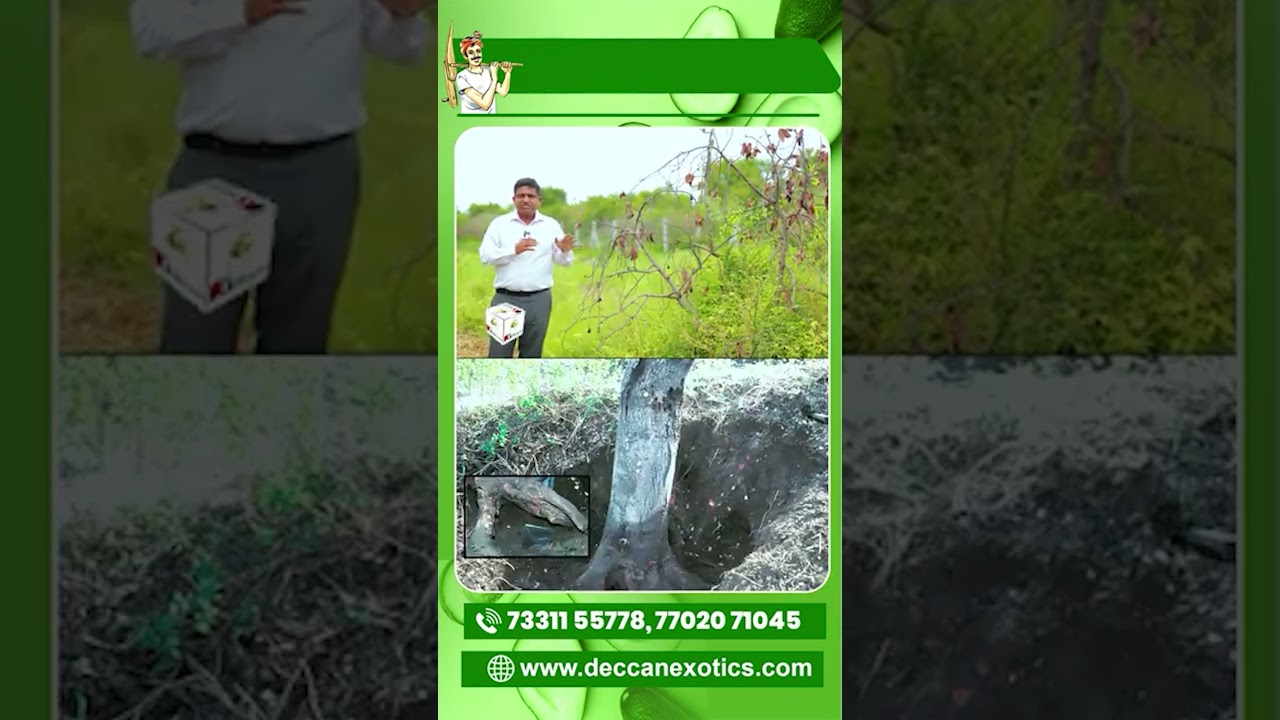 Prevent Phytophthora cinnamomi Infection in Avocado | Farmer Safety Guide | Deccan Exotics #ytshorts
