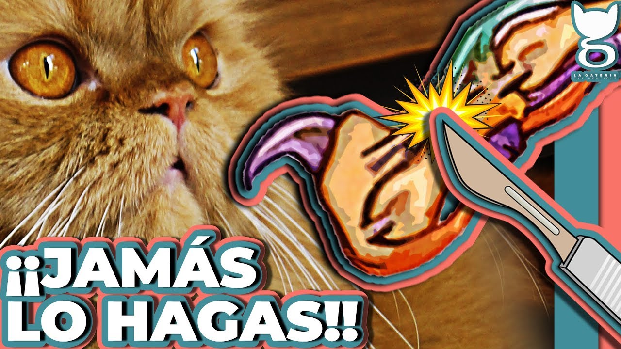 ¿ES MALO DESUNGULAR A MI GATO? | LA GATERÍA TV