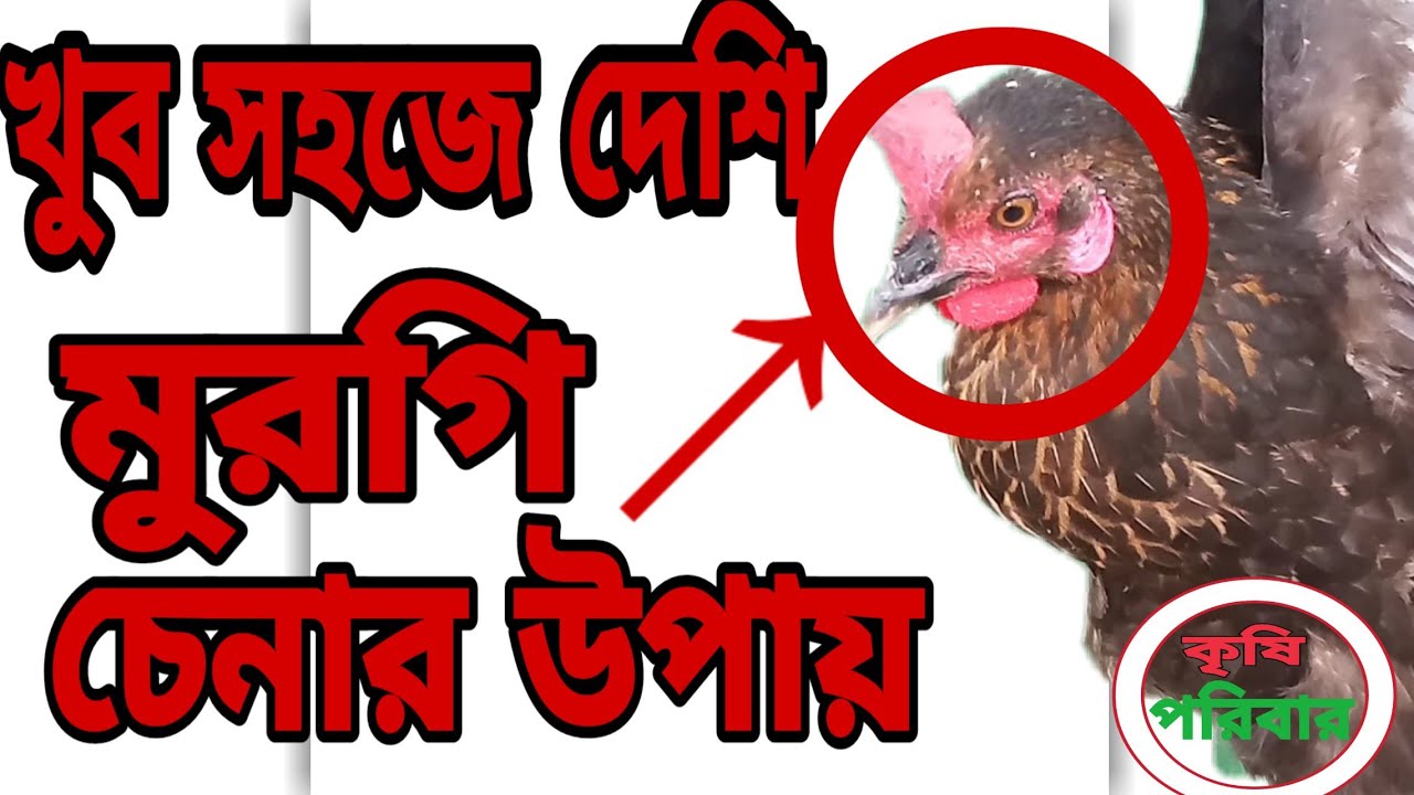 খুব সহজে দেশি মুরগি চেনার উপায়||Very easy way to recognize native chickens