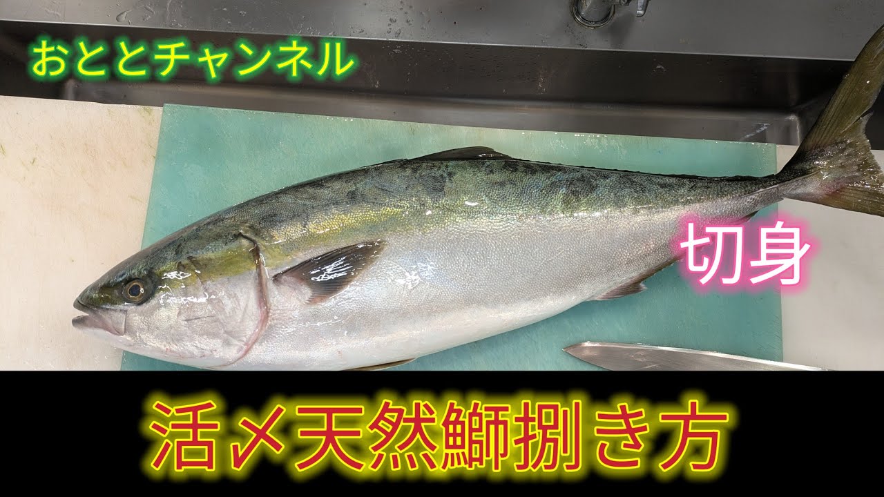 [魚の捌き方]天然ぶり捌き方！