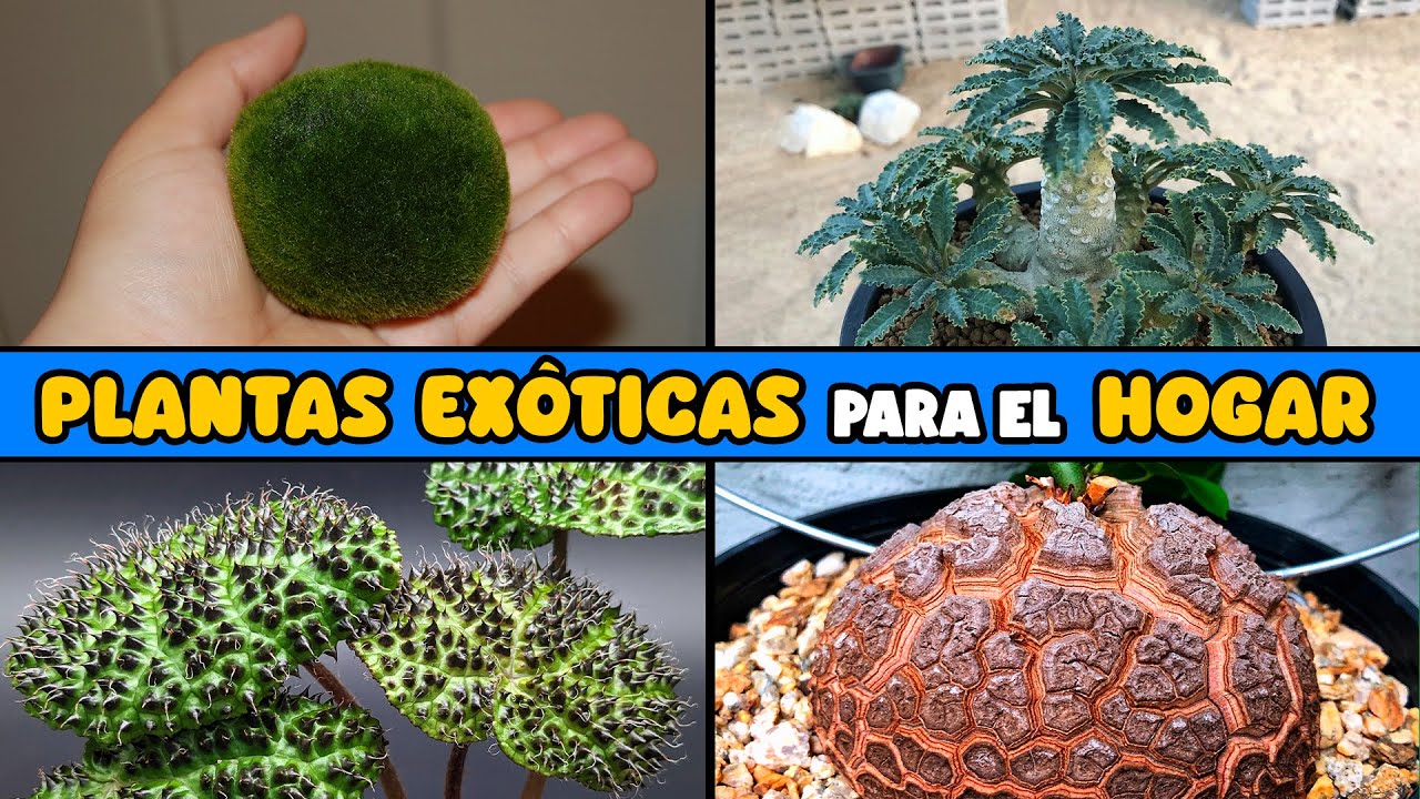 PLANTAS EX&Oacute;TICAS para DECORAR el INTERIOR o EXTERIOR DEL HOGAR