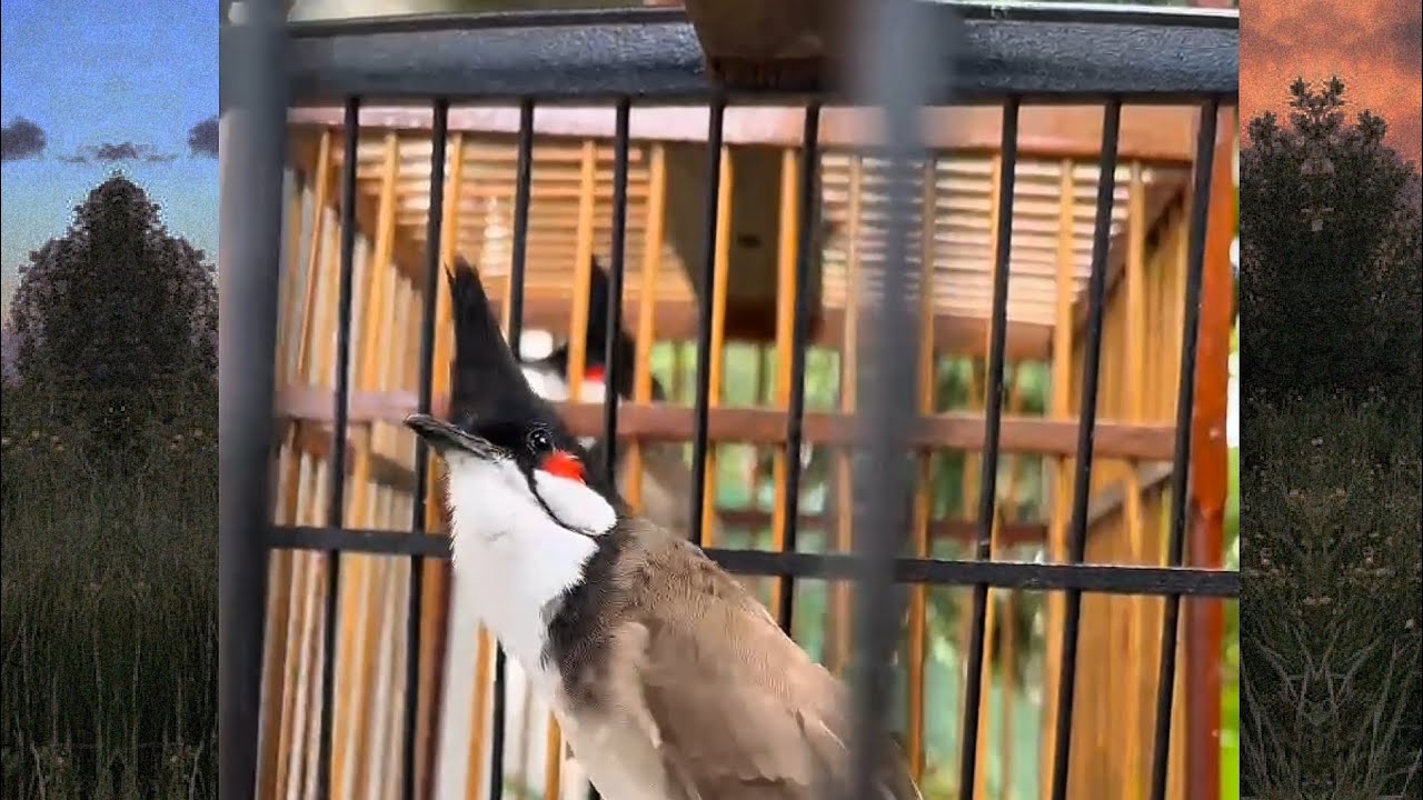Suara keras Merbah jambul cantik Siam kekek.. Suara mantera mp3