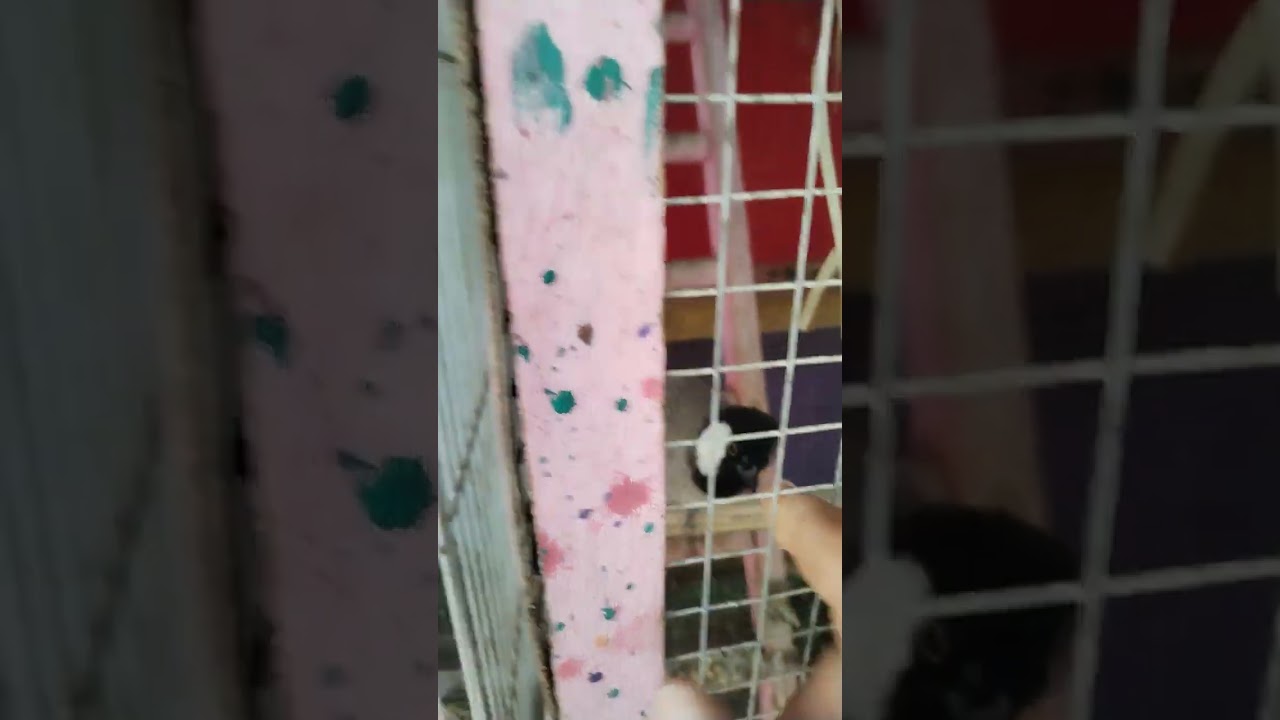 تحفيز البلابل على التغريد والعب