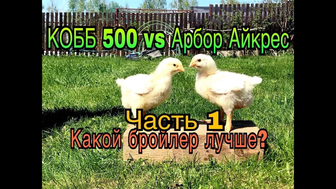 КОББ 500 против АРБОР айкрес. Выбираем лучшего бройлера. Часть 1.