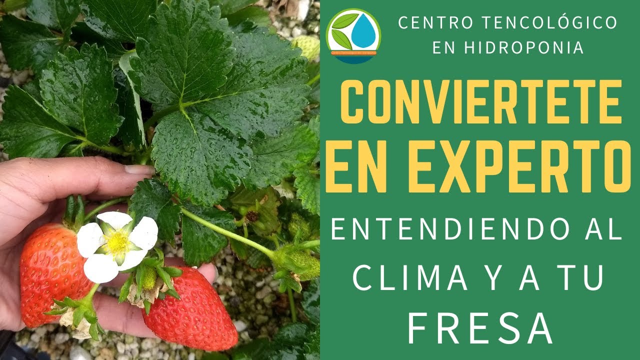 Conviertiendo a nuestra fresa en planta madre, y entendiendo el clima