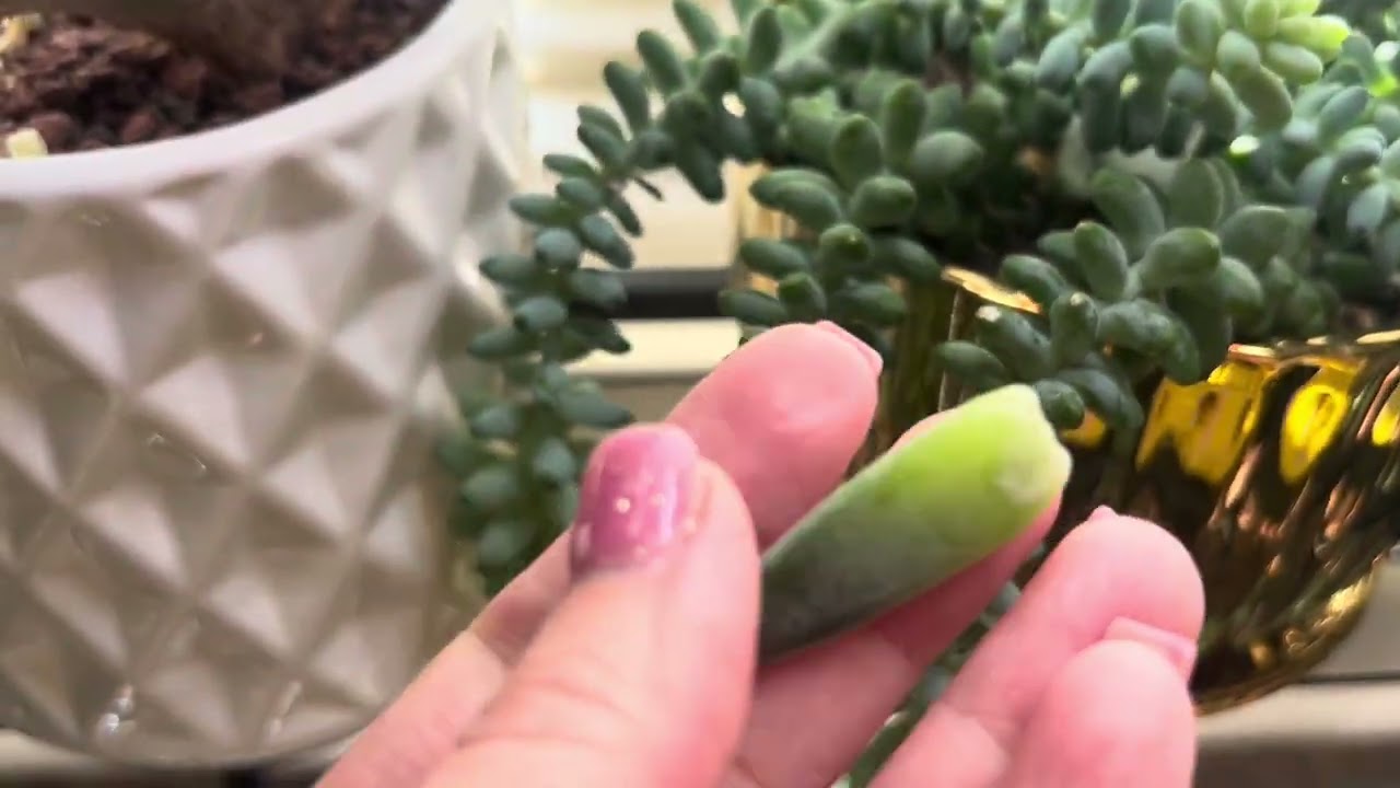 Sen đá phát triển trong nhà -Aeonium indoor growing good so far 😍