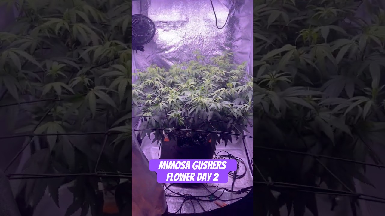 Mimosa Gushers Strain Flower Day 2 XXL LST Scrog  #420 #seedtoharvest #crazybud
