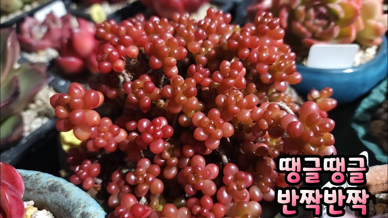땡글땡글 반짝반짝 #레드베리 #라즈아가 #파나메라 #호박 #개나리 지금 현재 모습 느껴보셔요😄